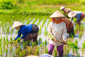 Petani perempuan Indeonesia. Sektor pertanian jadi salah satu bidang yang paling banyak jadi lapangan pekerjaan bagi female breadwinners di Indonesia. Foto: Ti-ja/Getty Images Signatures