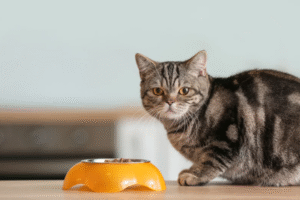 Ilustrasi makanan kucing/Pixelshot