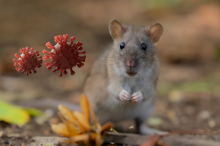 Hantavirus