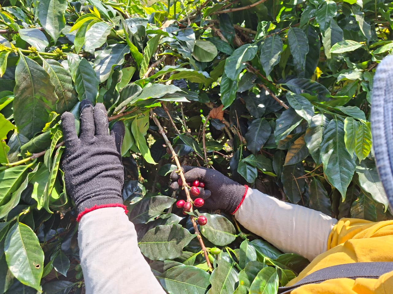 krisis iklim di secangkir kopi